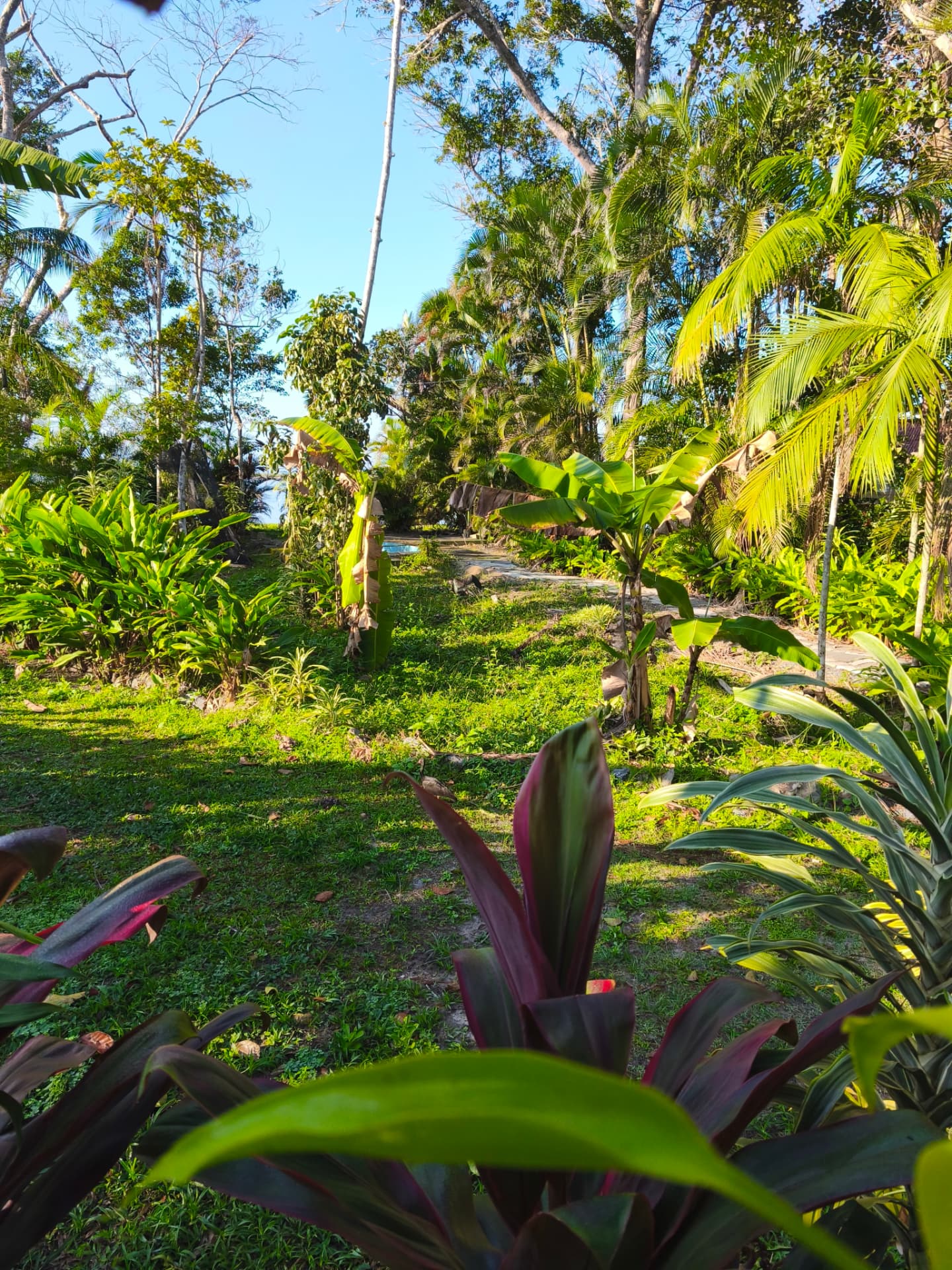 Jardim tropical do instituto em manhã de sol